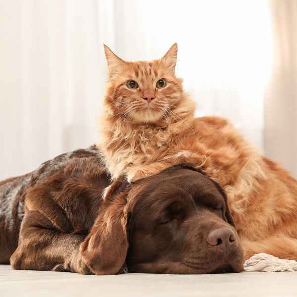 cat dog urine vomit stone floors